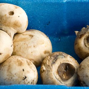 Jak przechowywać pieczarki