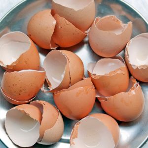 skorupki jajek