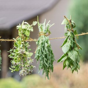 Jak suszyć zioła