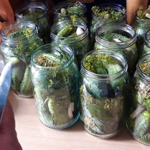 ogórki kołobrzeskie