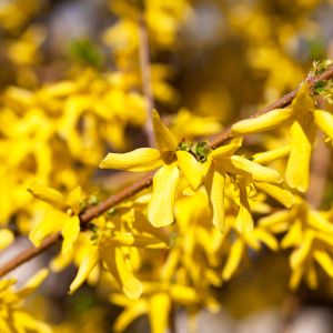 forsycja