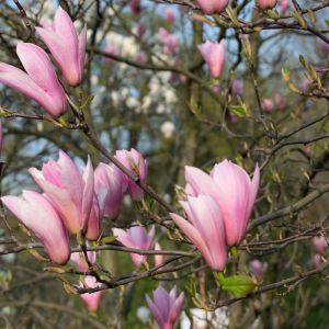 kwiaty magnolii