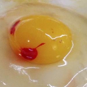 czerwona plamka w jajku