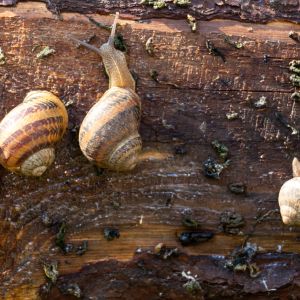 ślimaki z ogrodu
