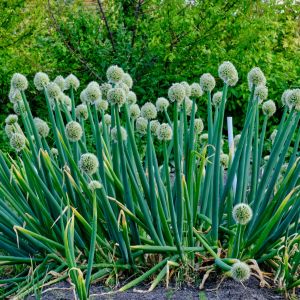 cebula siedmiolatka - jak uprawiać, zastosowanie i właściwości zdrowotne