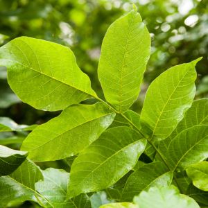 Liście orzecha włoskiego