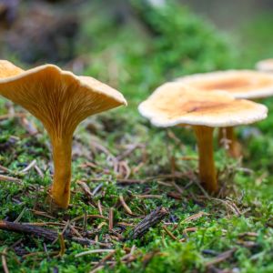 lisówka pomarańczowa