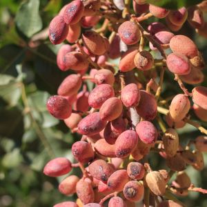 Pistacje w łupinkach