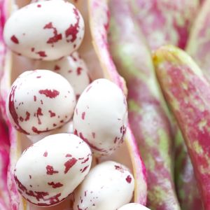 fasola borlotti