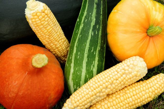 dynia-kukurydza-kabaczek