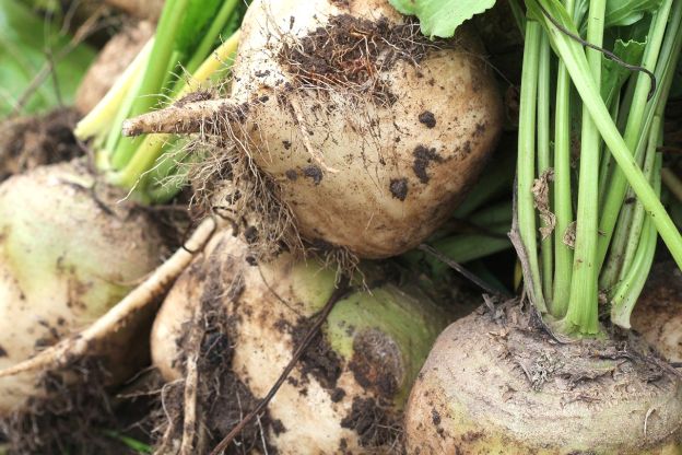 biały burak ćwikłowy