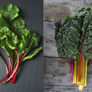 Botwina czy boćwina? Zagadka rozwiązana!