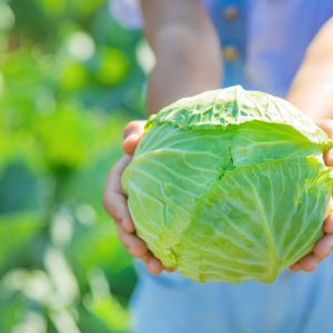 Co zrobić z młodej kapusty