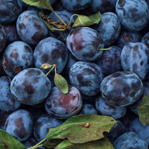 W Biedronce śliwki po 1,99 zł!