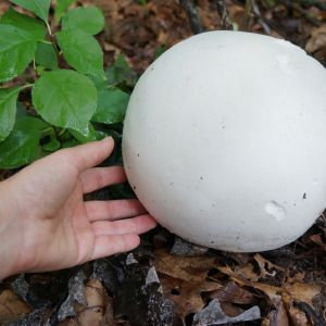 purchawnica olbrzymia