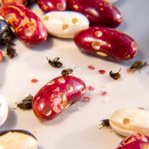 Strąkowiec fasolowy