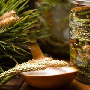 syrop z pędów sosny