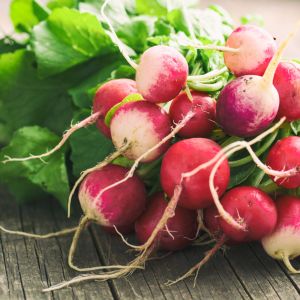 Jak przechowywać rzodkiewkę