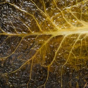 placki ziemniaczane w kapuście