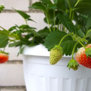 truskawki na balkonie