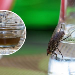 naturalna pułapka na muchy