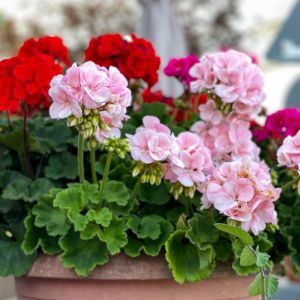 pelargonie zasilanie