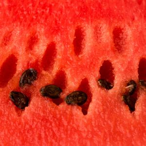 pestki arbuza