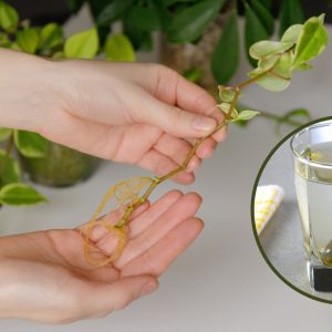 ukorzeniacz do roślin