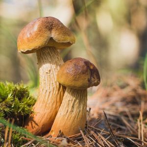 borowik amerykański