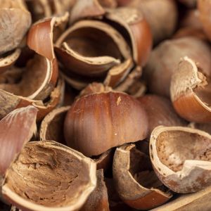 łupiny orzechów laskowych