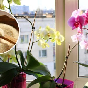 odżywka do storczyka