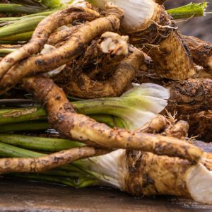 słowiański żeń-szeń