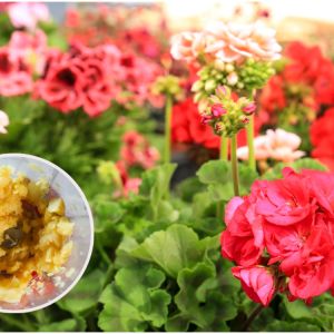 pelargonie