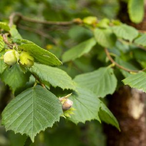 liście orzecha laskowego