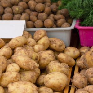 polskie młode ziemniaki