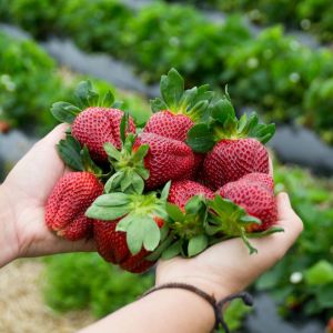 jak wybierać truskawki