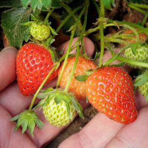 niedojrzałe truskawki