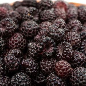 czarne maliny