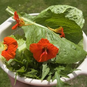jadalne kwiaty nasturcji