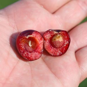 robaczywe czereśnie