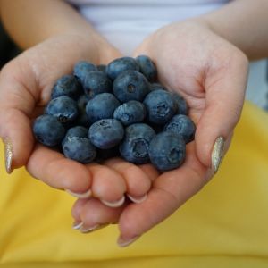 borówka amerykańska przeciwwskazania