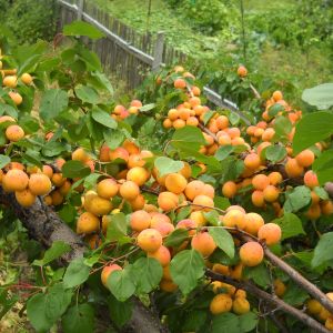 właściwości moreli