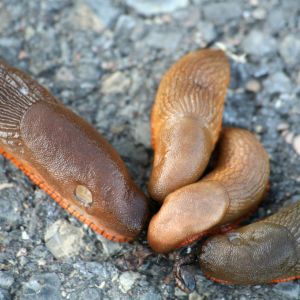 pomrowy ślimaki w ogrodzie