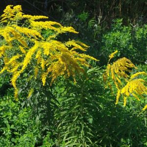 roślina z podwórka