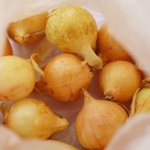 cebula przechowywanie