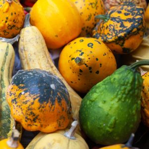 czy dynia ozdobna jest jadalna