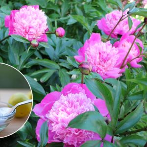 nawóz z kwasku cytrynowego do piwonii