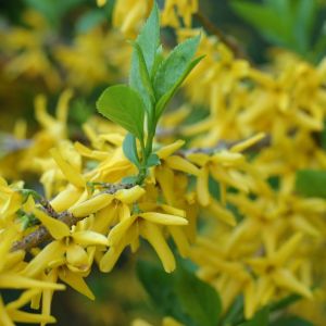 przycinanie forsycji w kwietniu