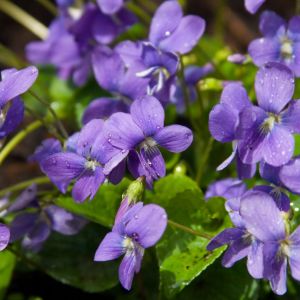 tarte płatki fiołków