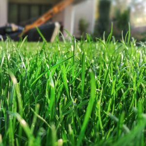 wiosenne nawożenie trawnika